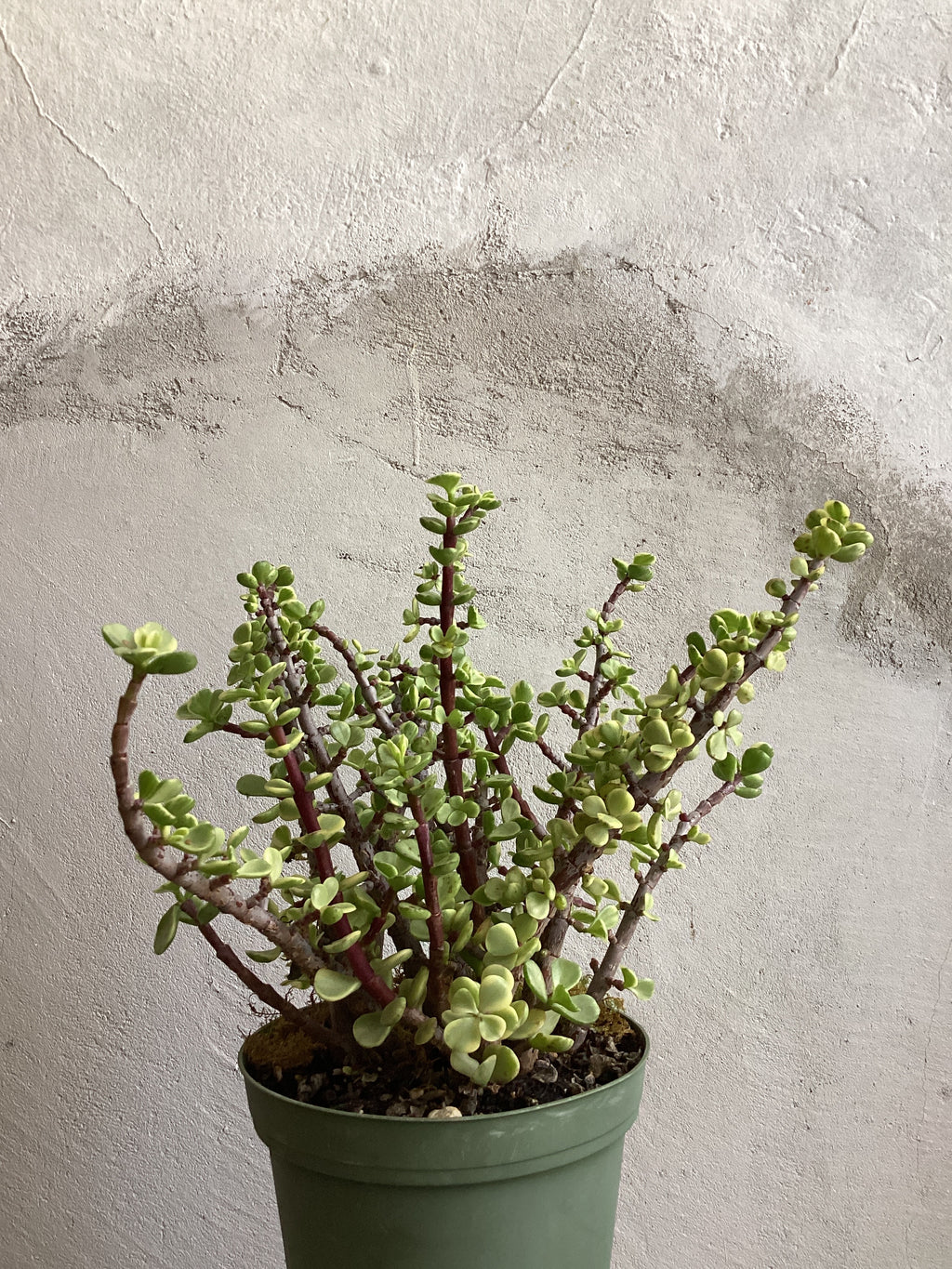 Elephant Bush | Portulacaria Afra
