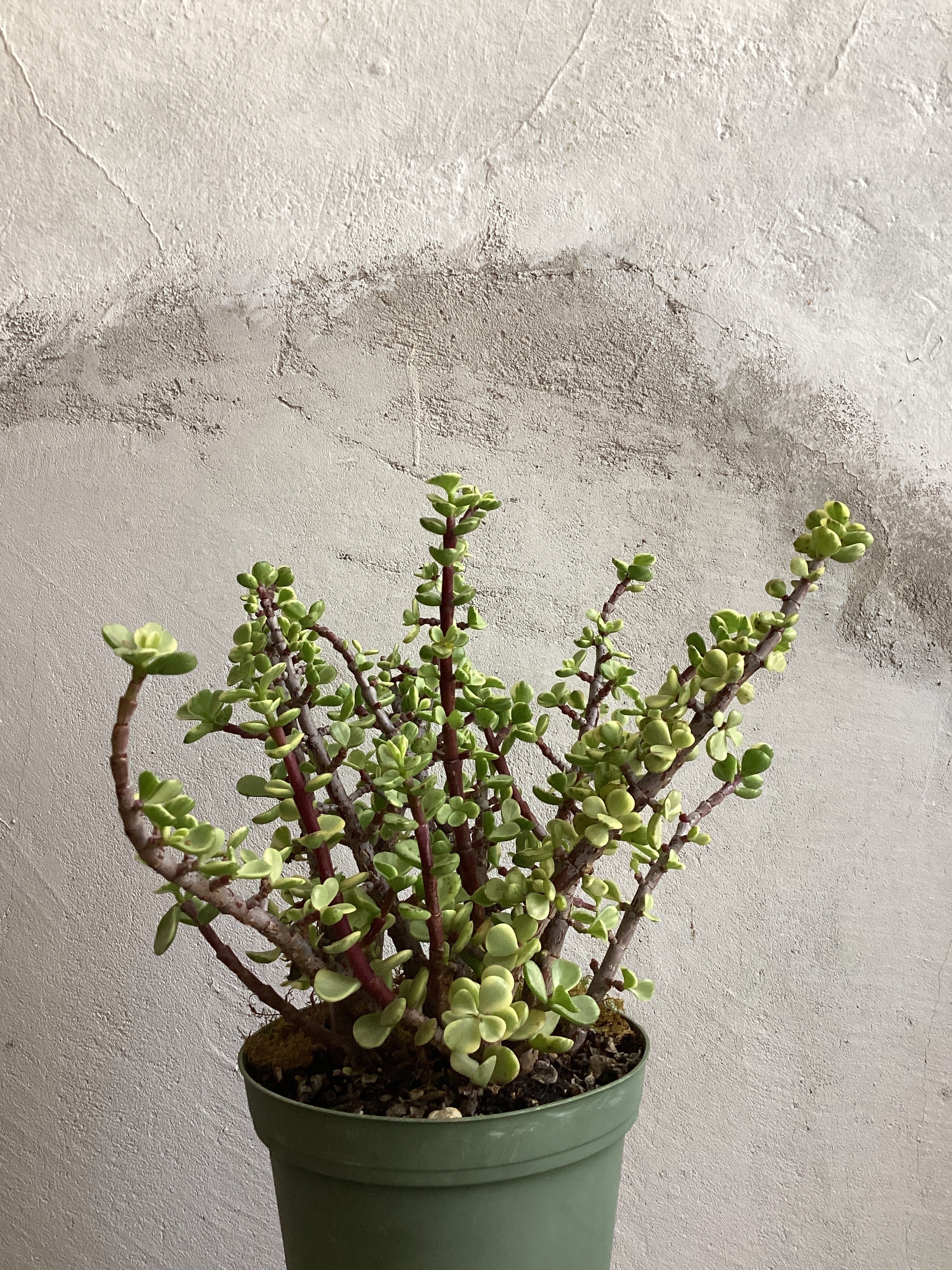 Elephant Bush | Portulacaria Afra