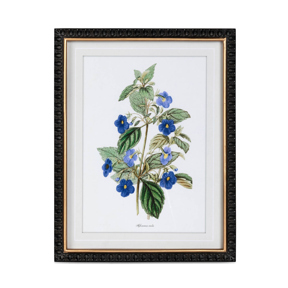 Summer Flower Framed Prints