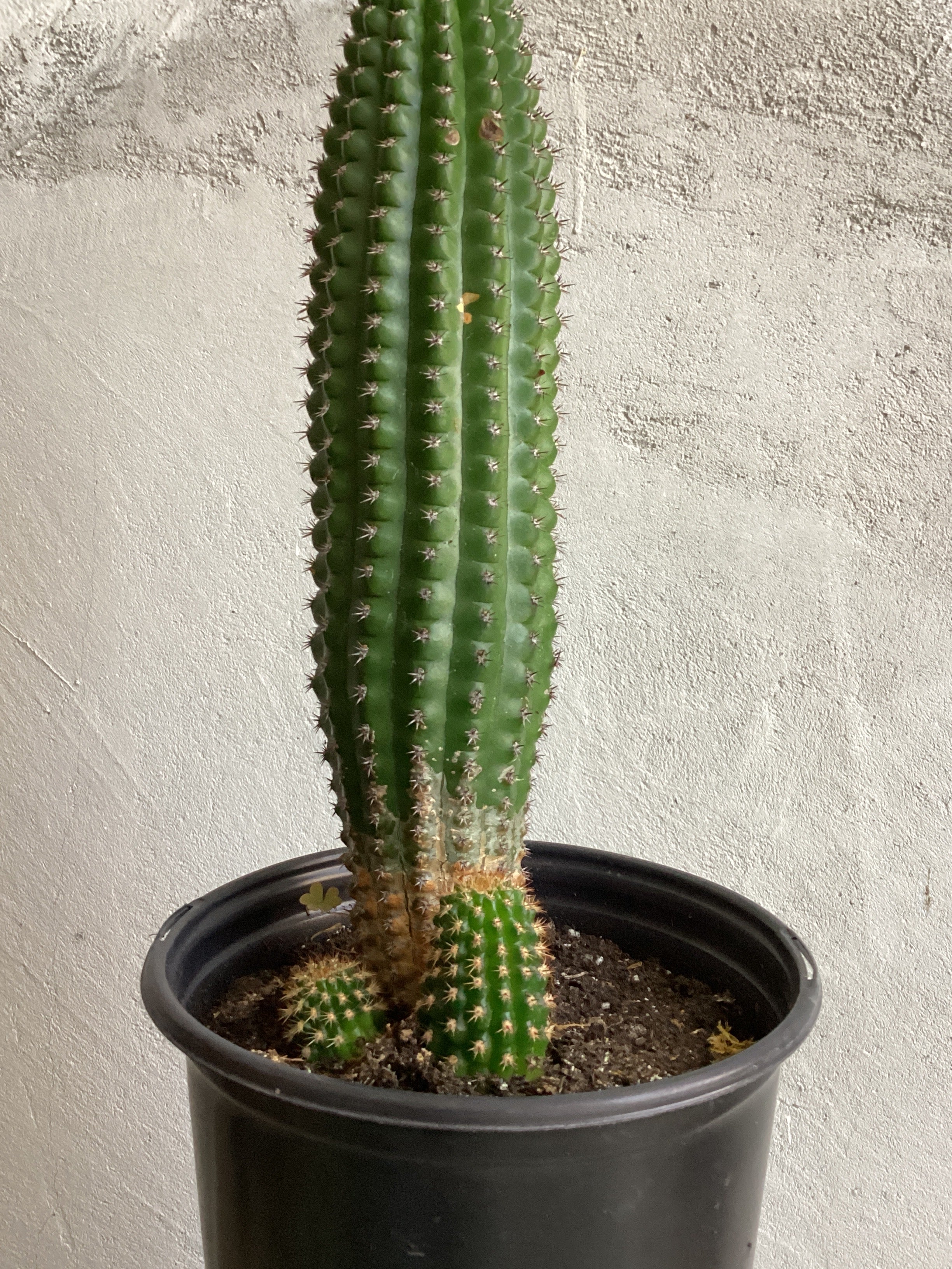Echinopsis Schickendantzii Cactus