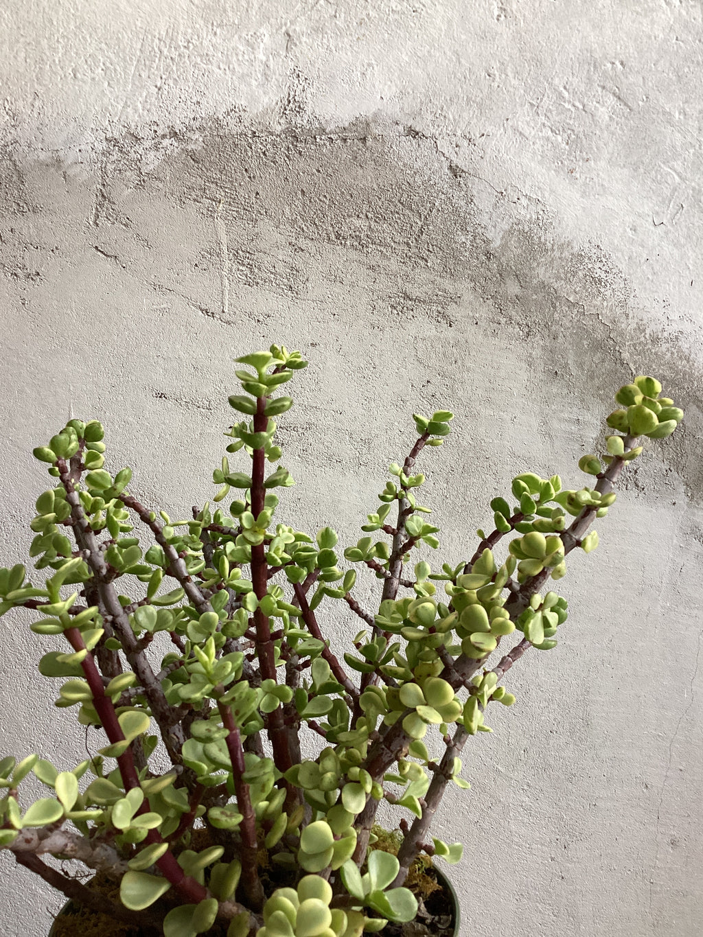 Elephant Bush | Portulacaria Afra