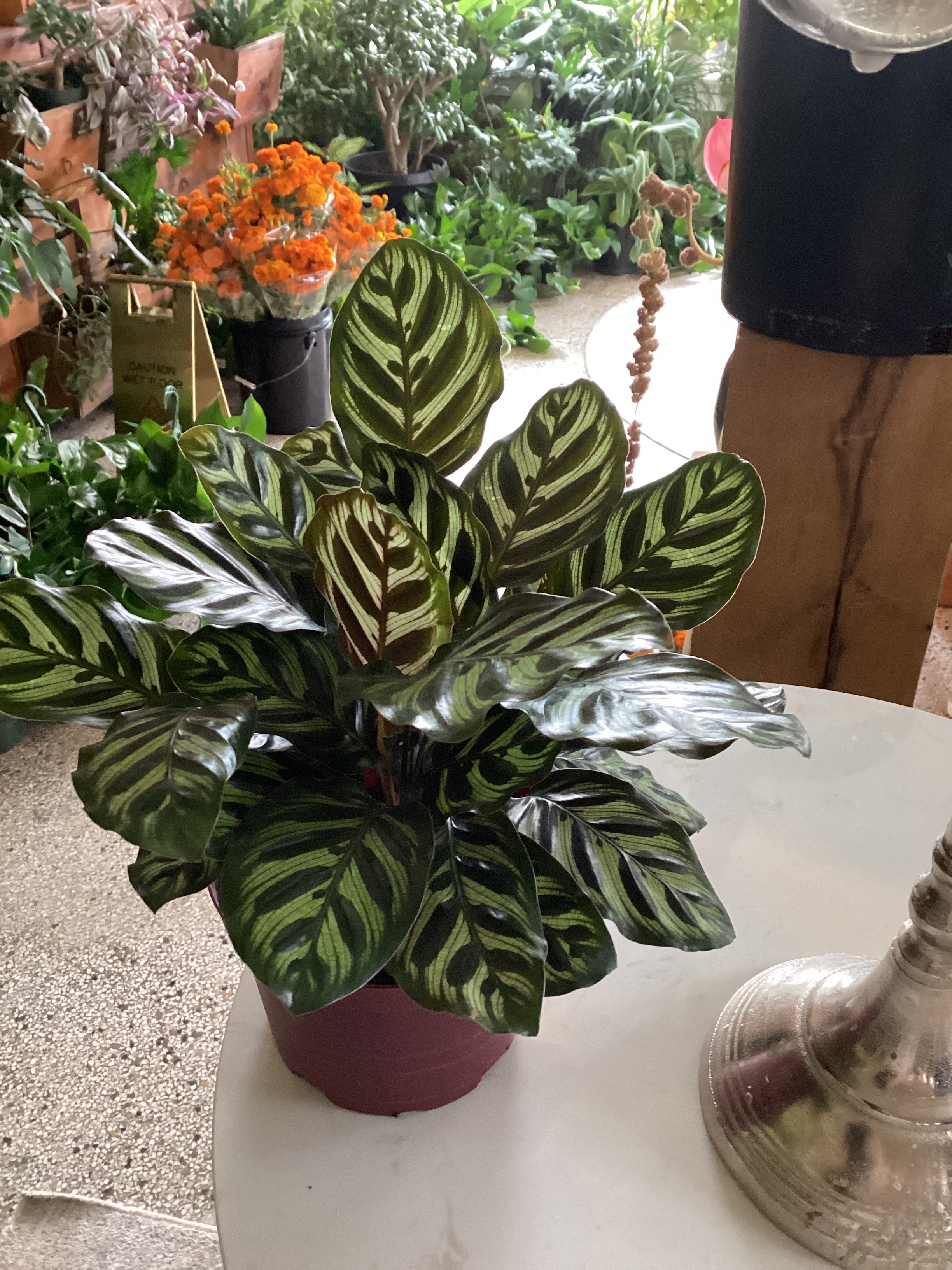 6in Aglaonema Emerald Beauty | Twelve Thirty Four