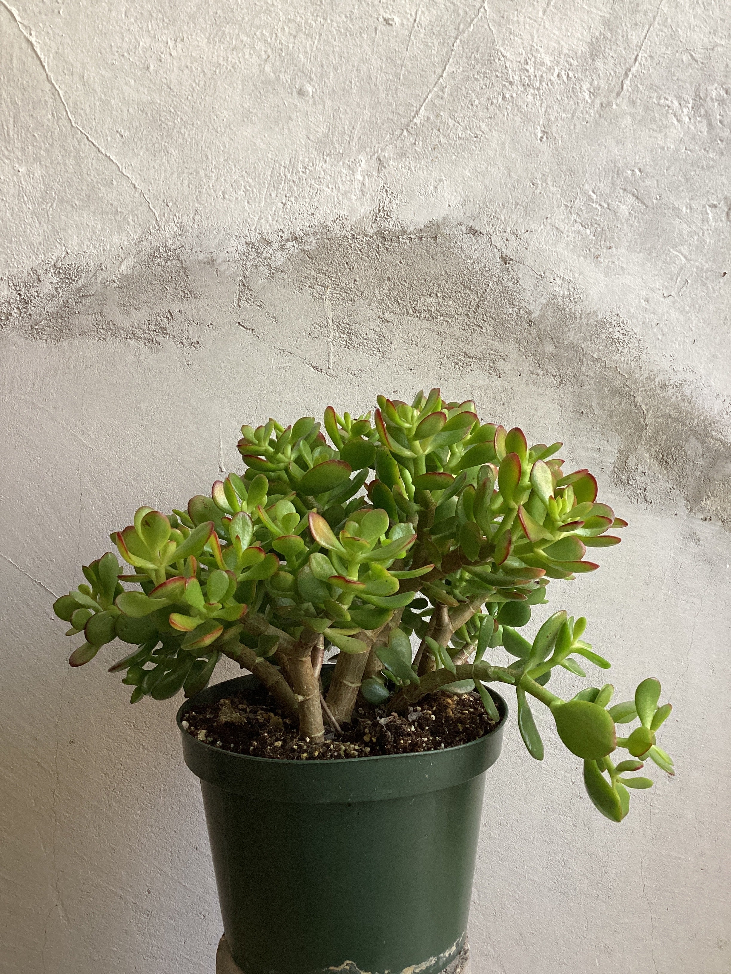 Crassula Ovata Jade