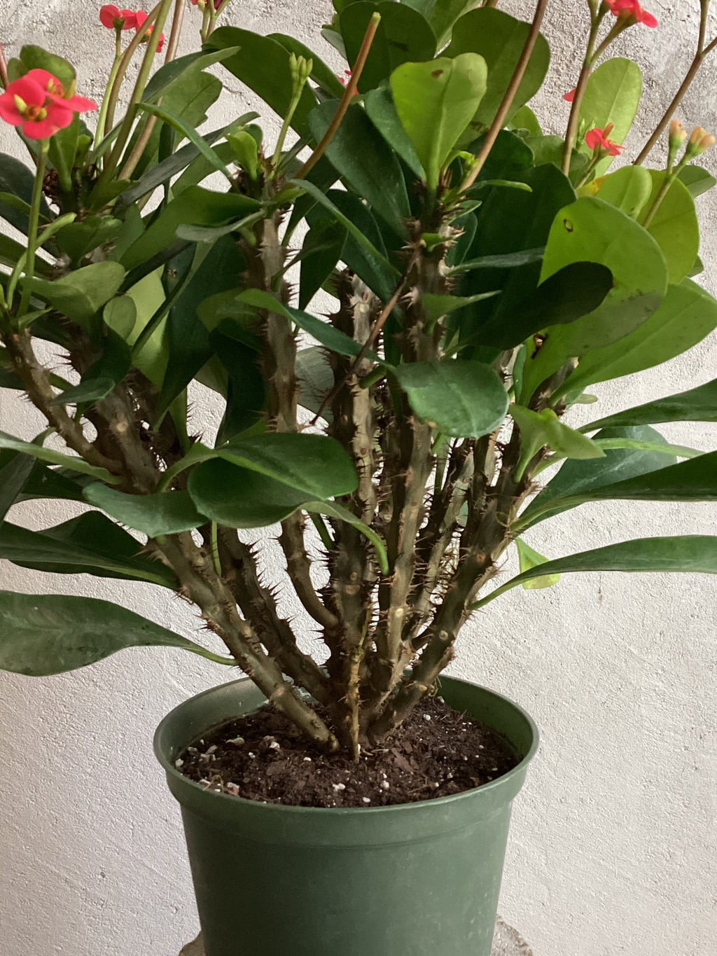 Euphorbia Milii