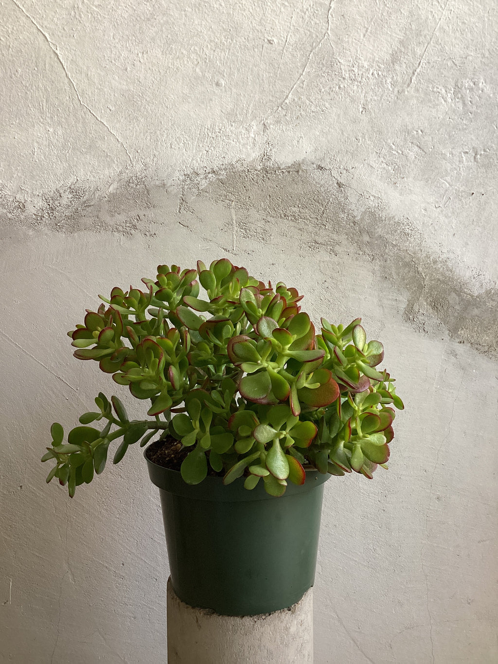 Crassula Ovata Jade