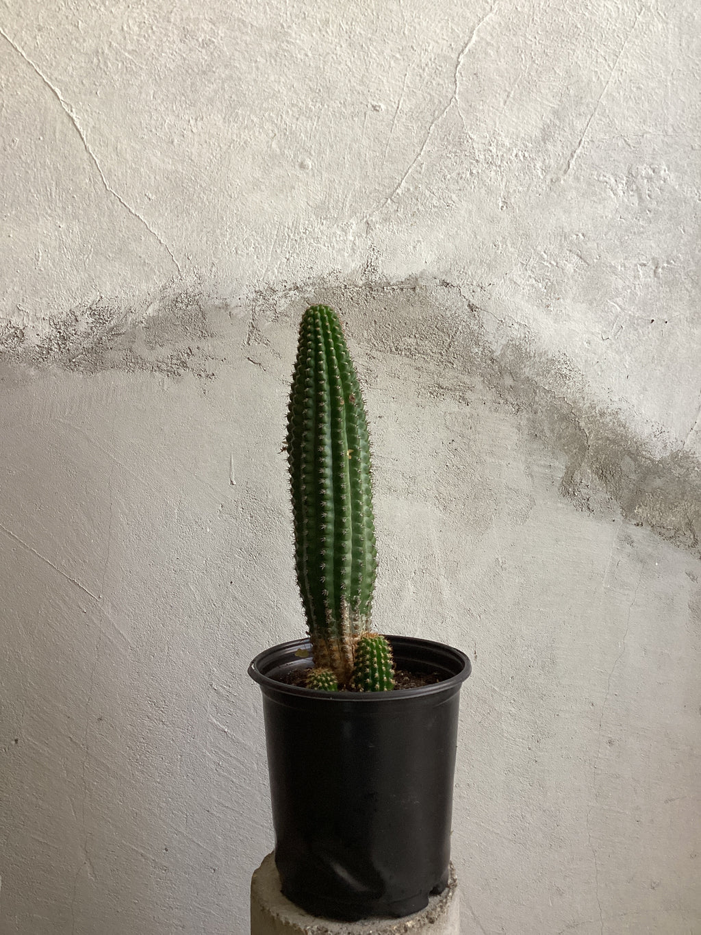 Echinopsis Schickendantzii Cactus