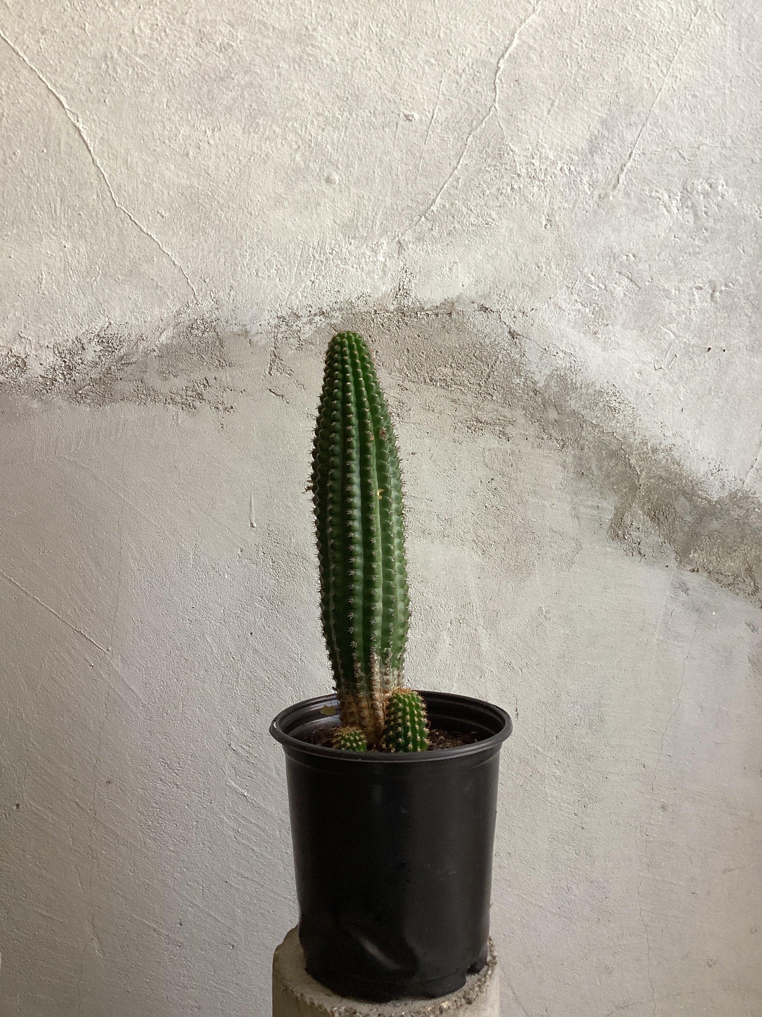 Echinopsis Schickendantzii Cactus