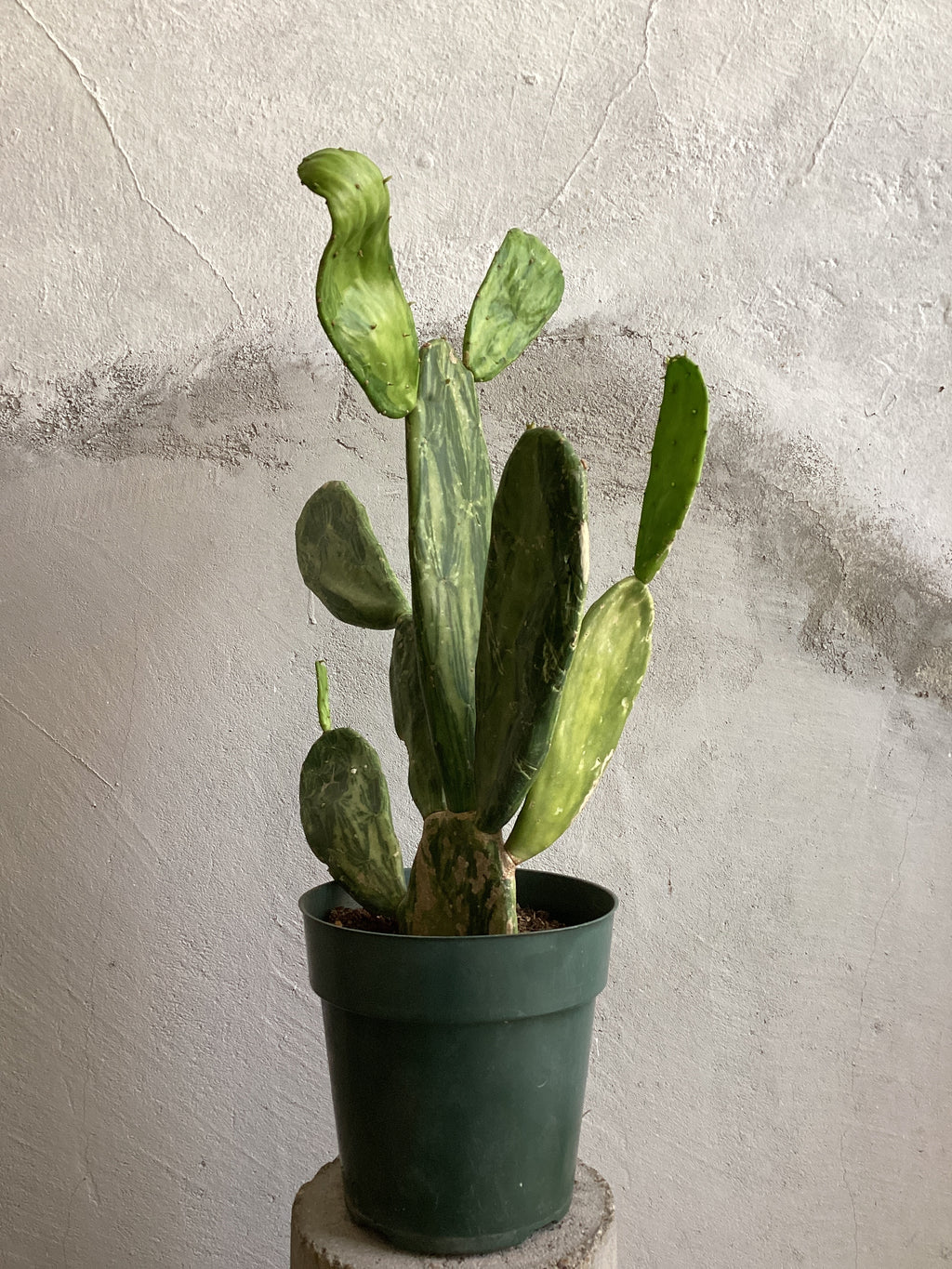Variegated Prickly Pear
