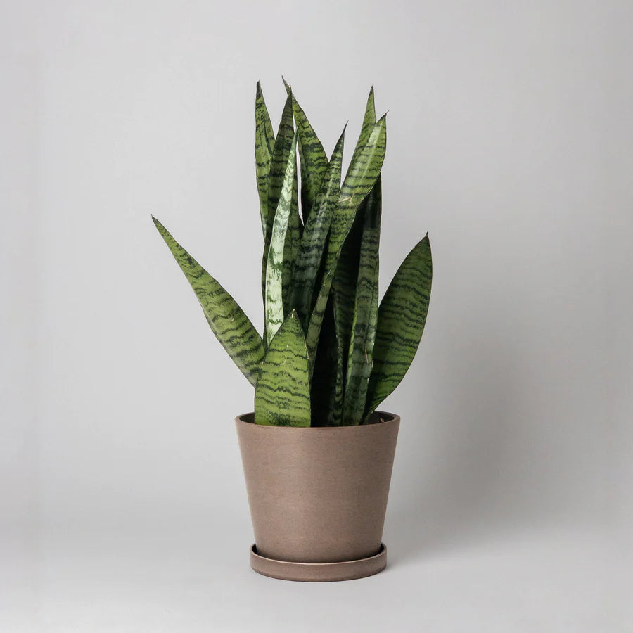 Kanso - 7” Tapered Signature Planter and Saucer | Twelve Thirty Four