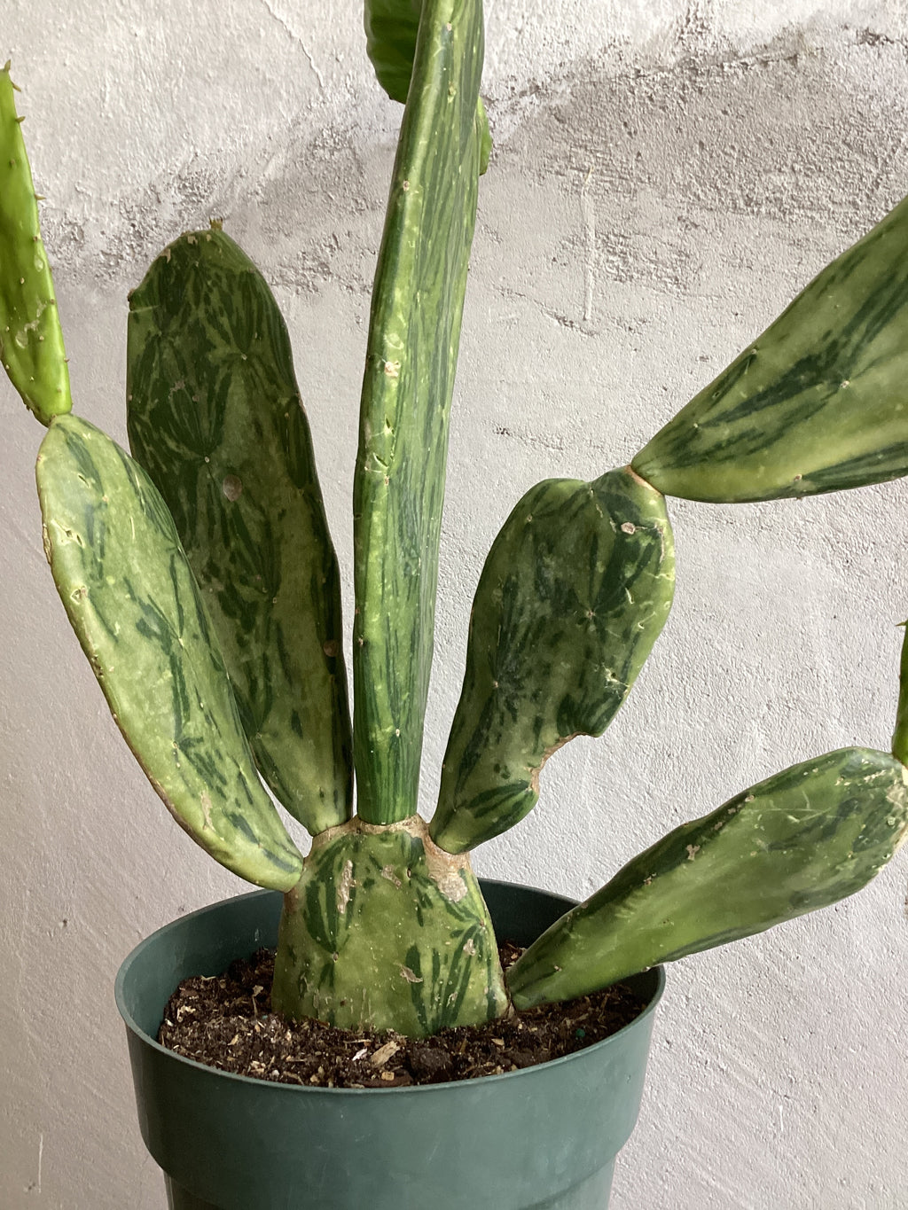 Variegated Prickly Pear