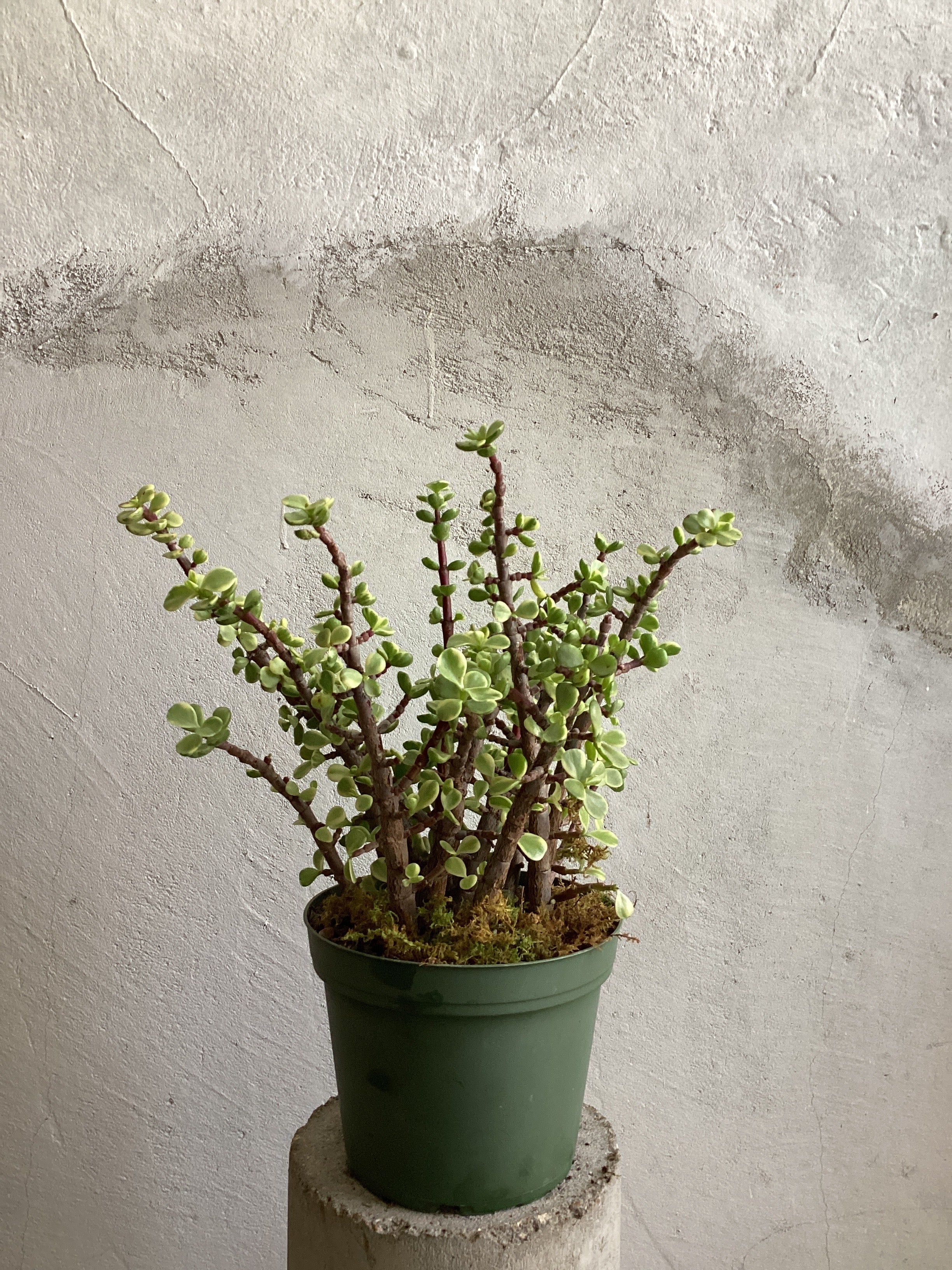 Elephant Bush | Portulacaria Afra