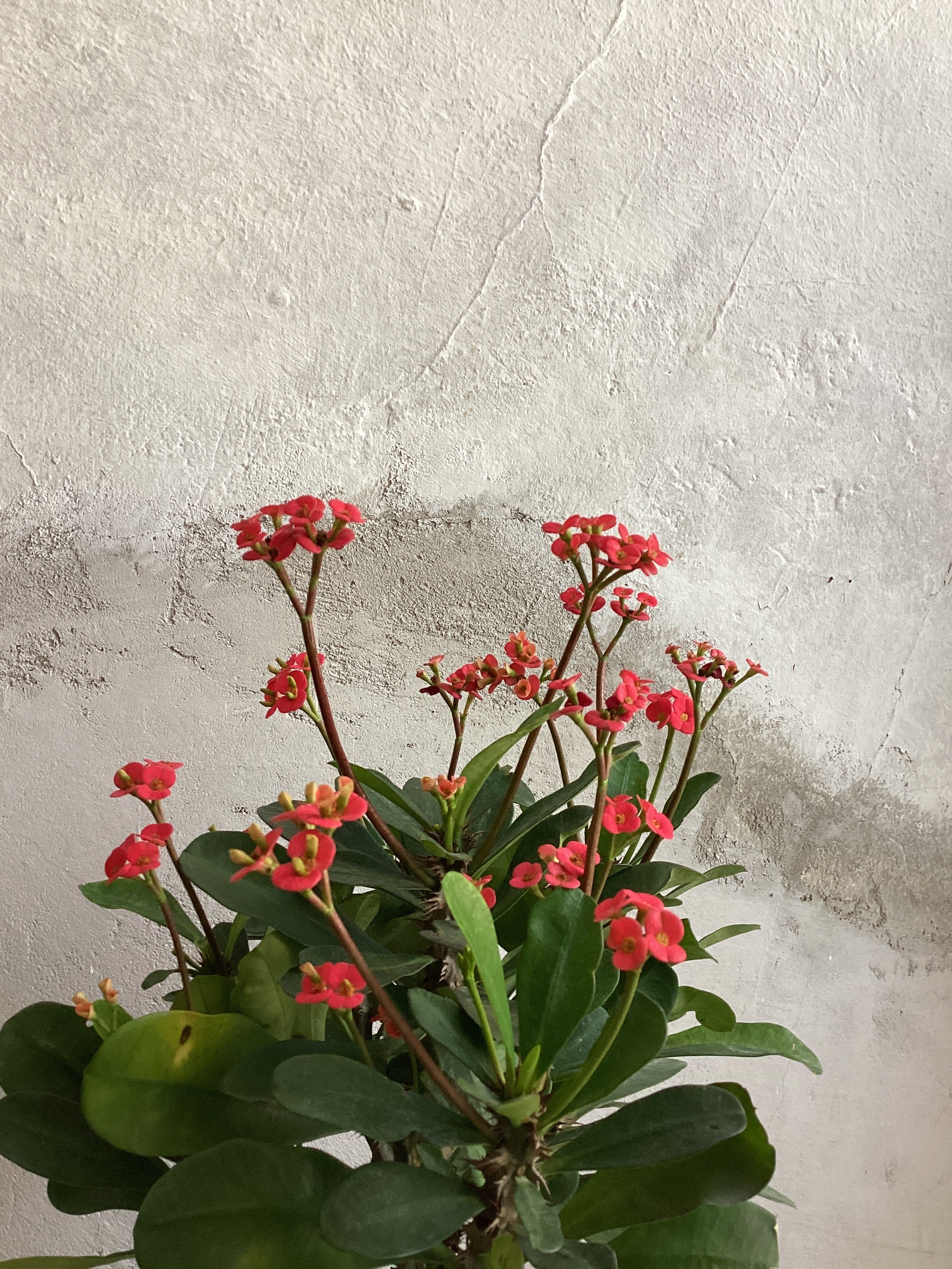 Euphorbia Milii
