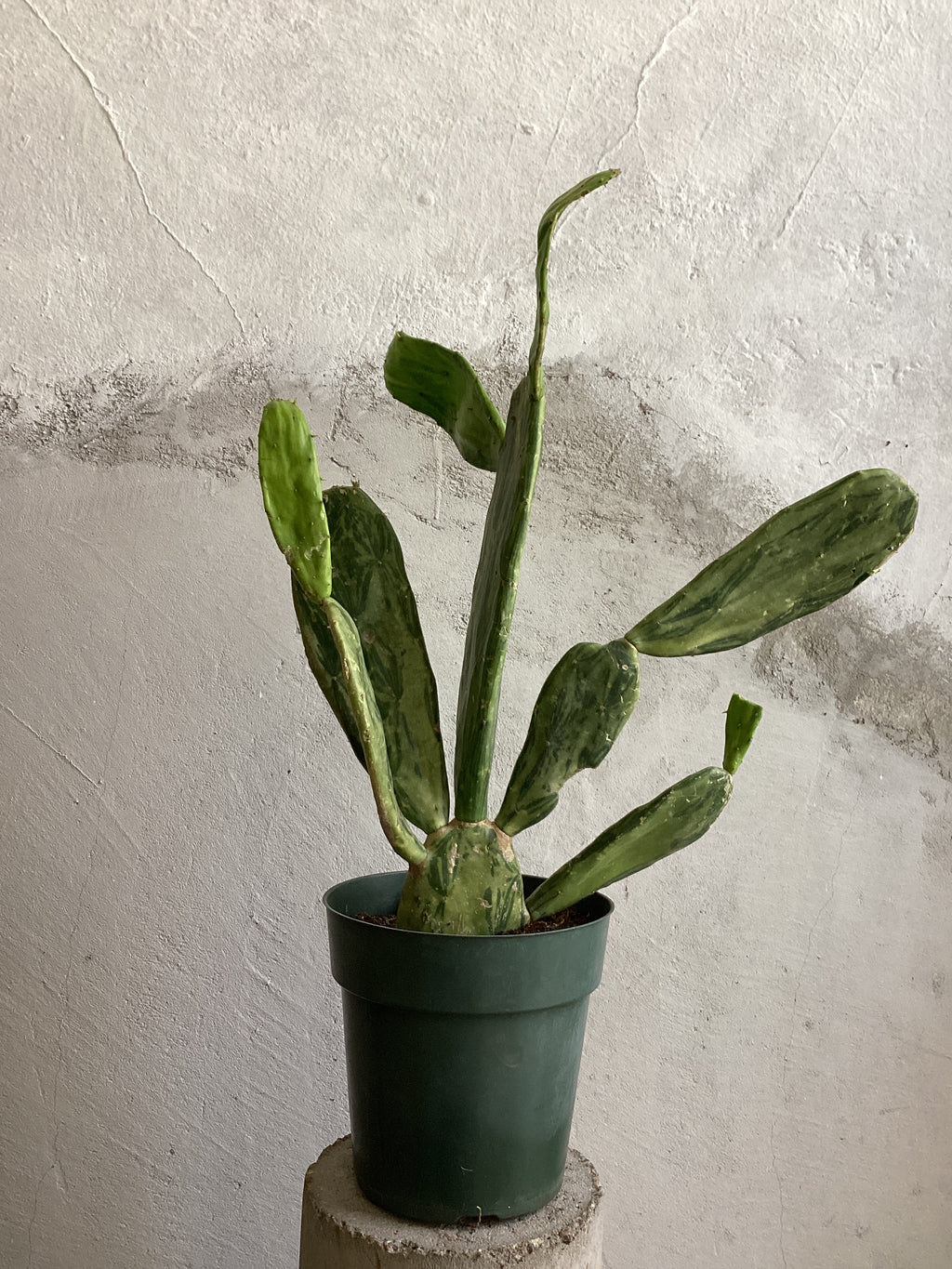 Variegated Prickly Pear