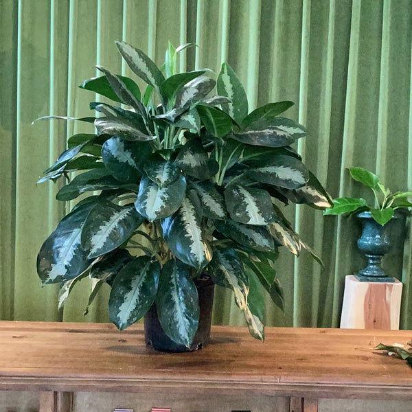 Aglaonema Large | Twelve Thirty Four