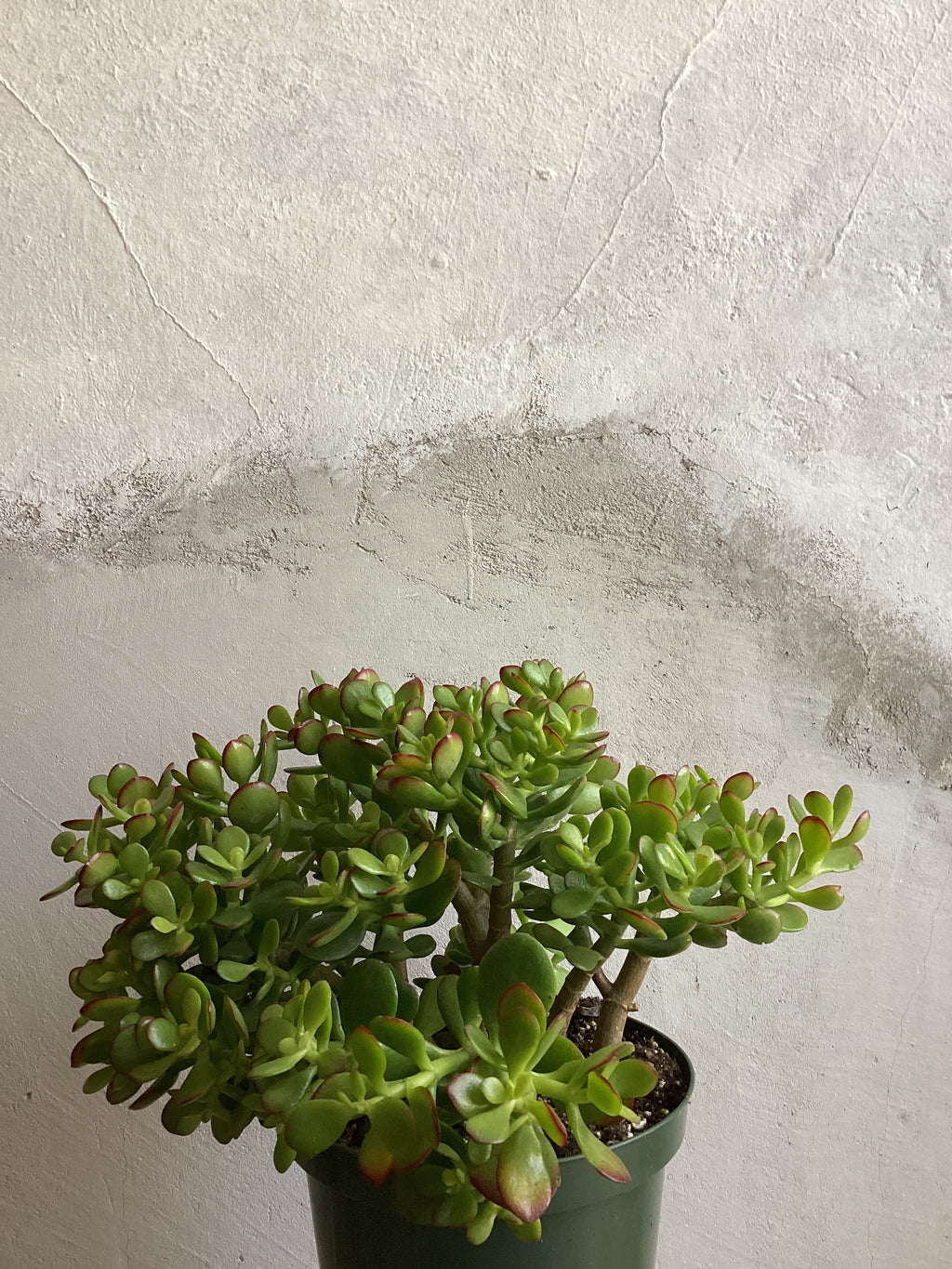 Crassula Ovata Jade