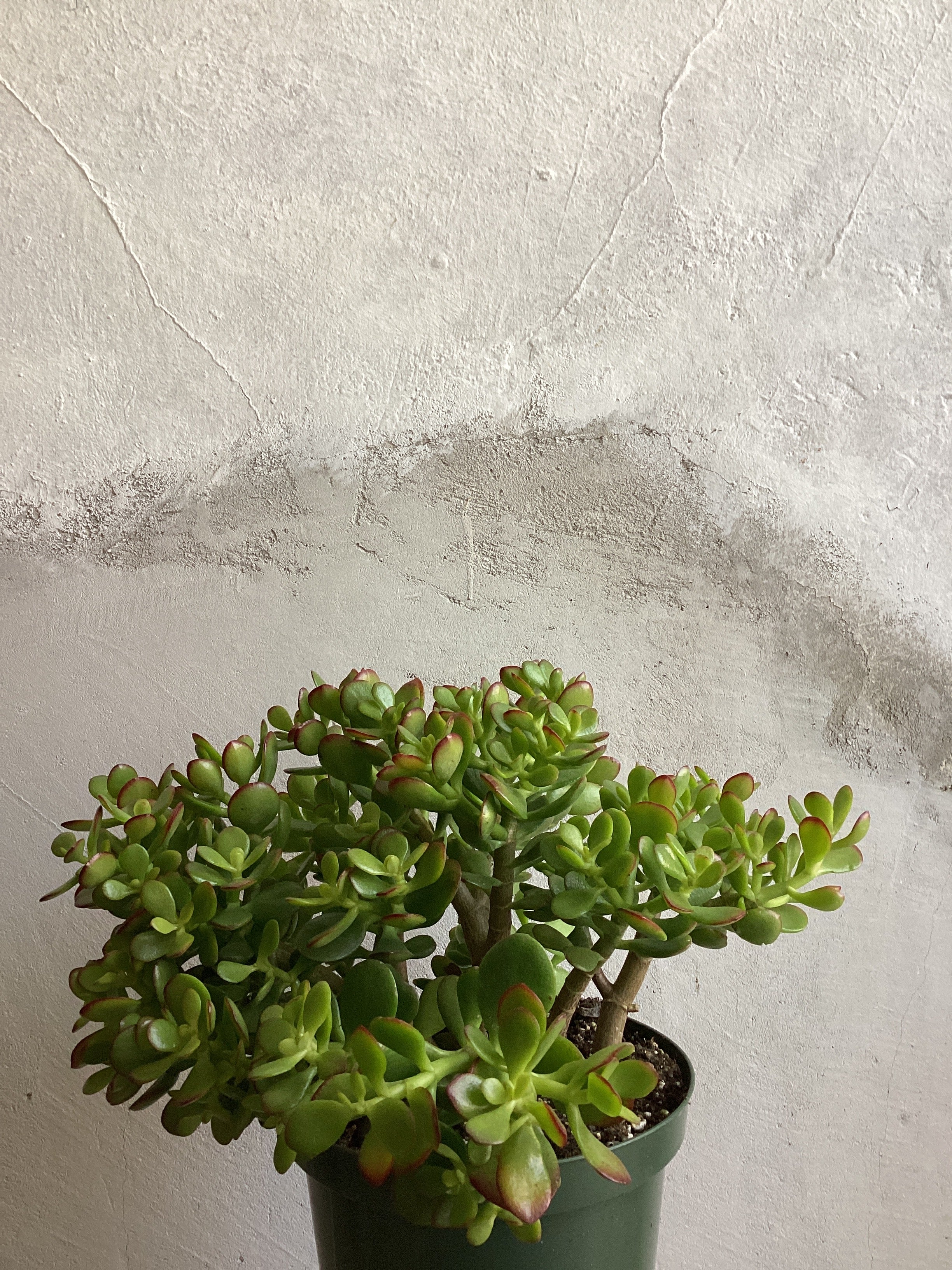 Crassula Ovata Jade