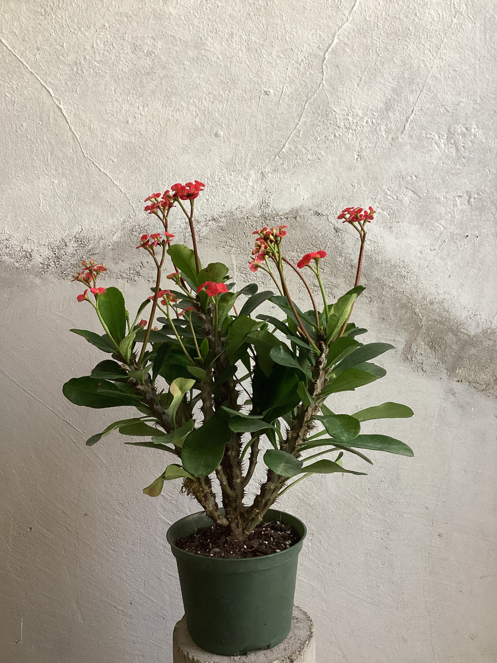 Euphorbia Milii