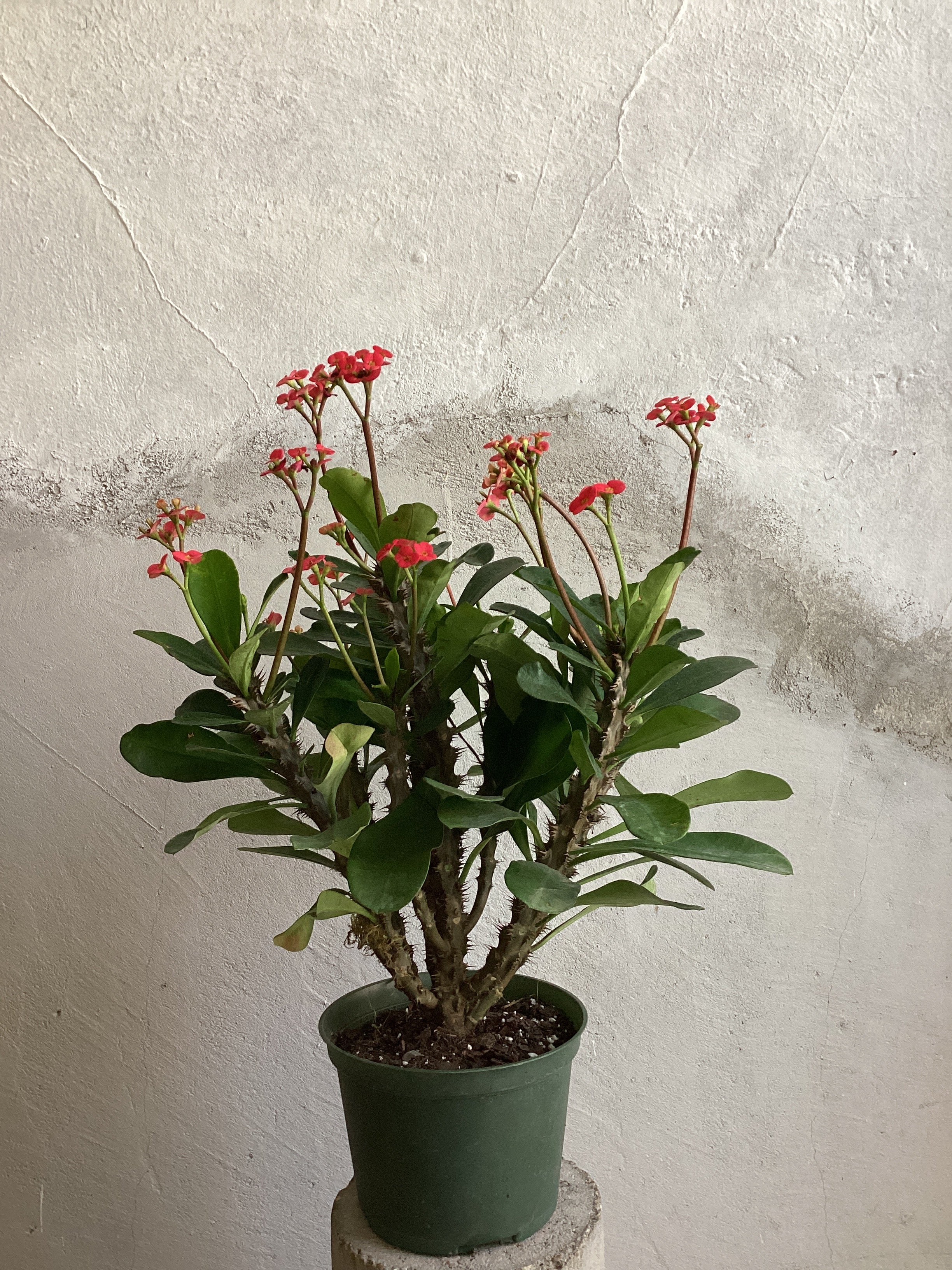 Euphorbia Milii