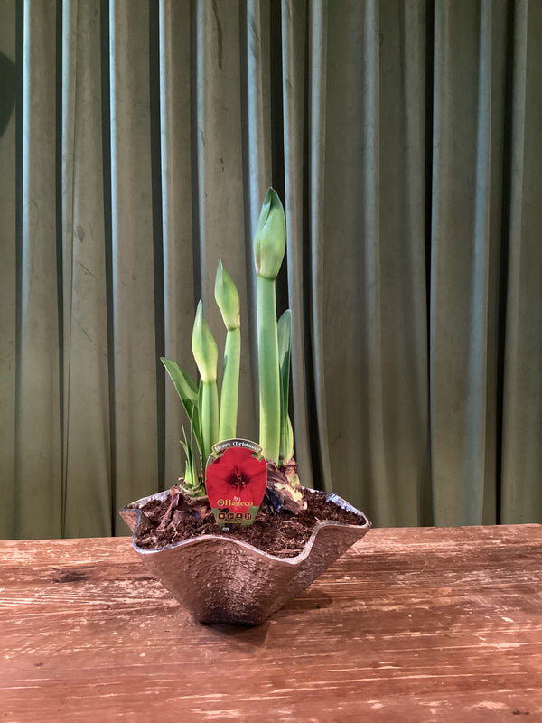 6In Amaryllis in silver vase | Twelve Thirty Four