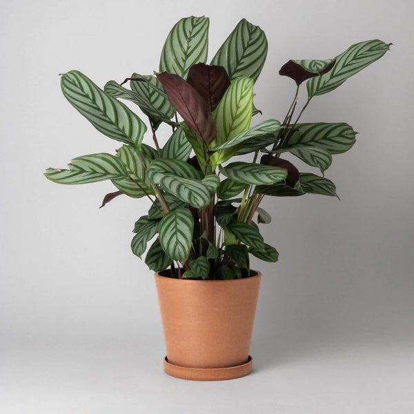 Kanso - 7” Tapered Signature Planter and Saucer | Twelve Thirty Four