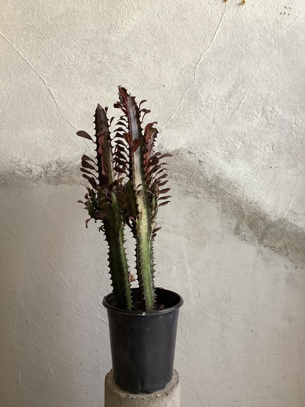 Euphorbia Trigona