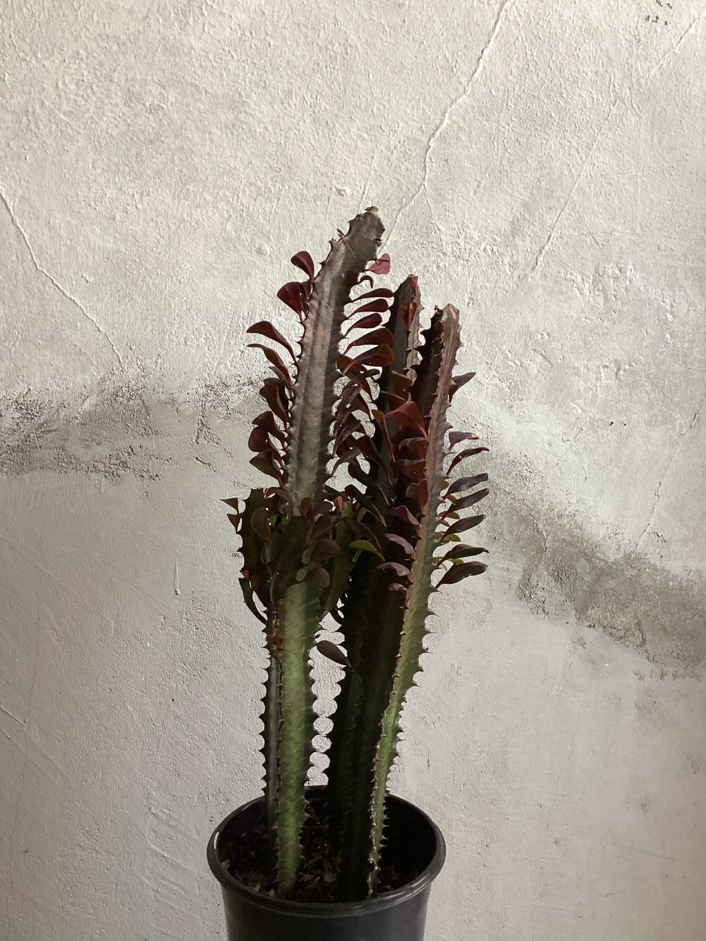 Euphorbia Trigona