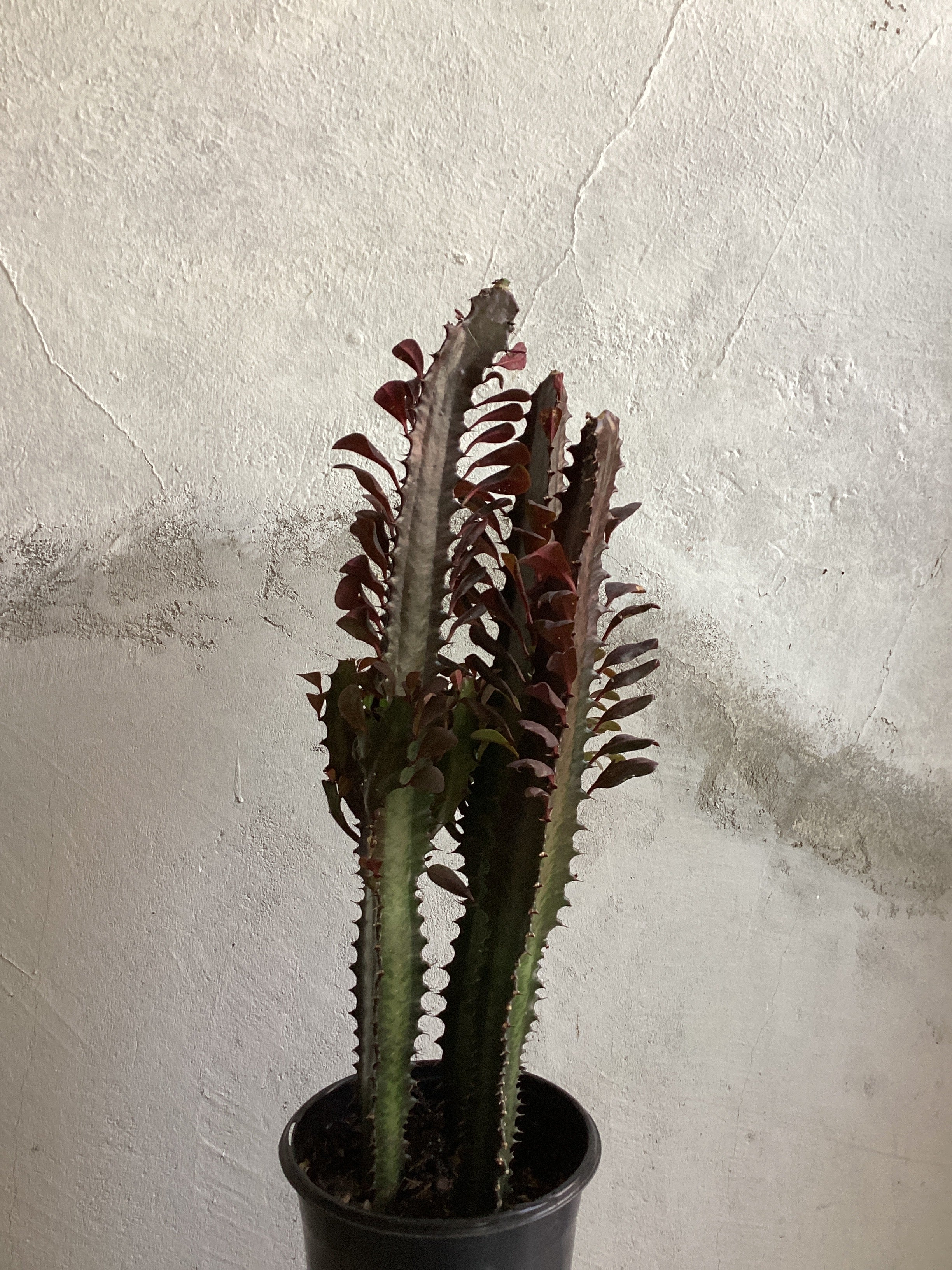 Euphorbia Trigona
