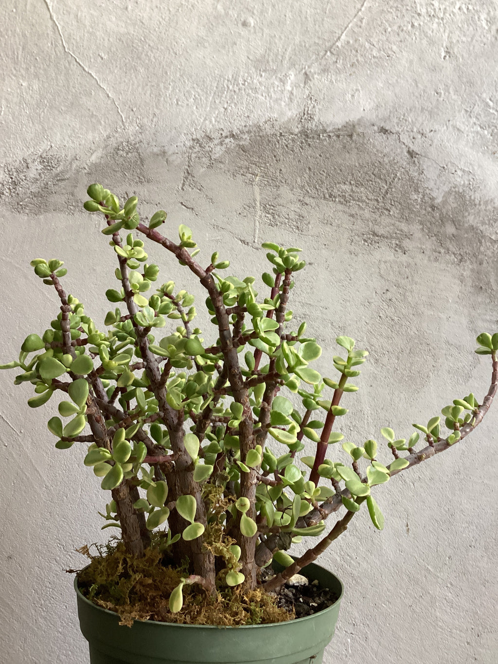 Elephant Bush | Portulacaria Afra