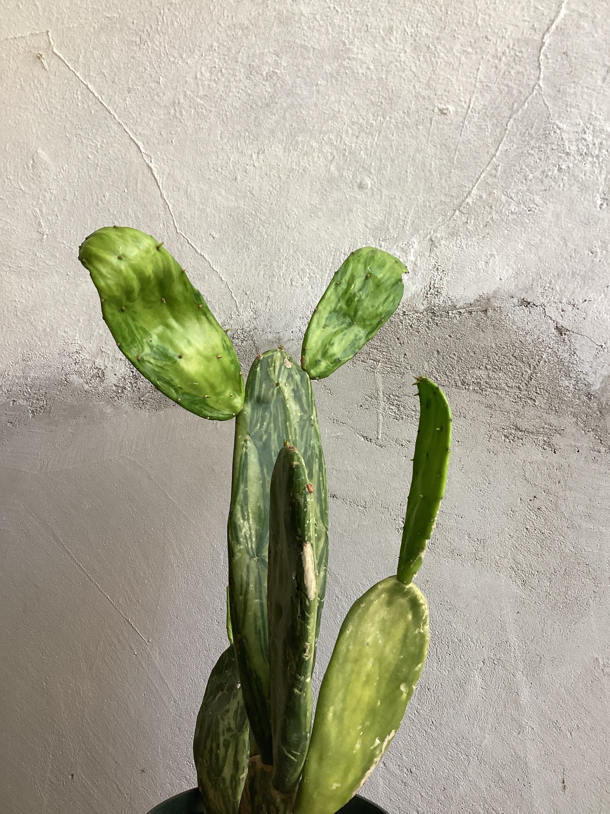 Variegated Prickly Pear