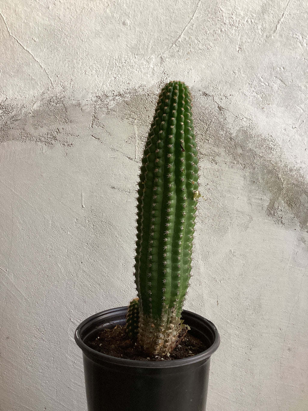 Echinopsis Schickendantzii Cactus