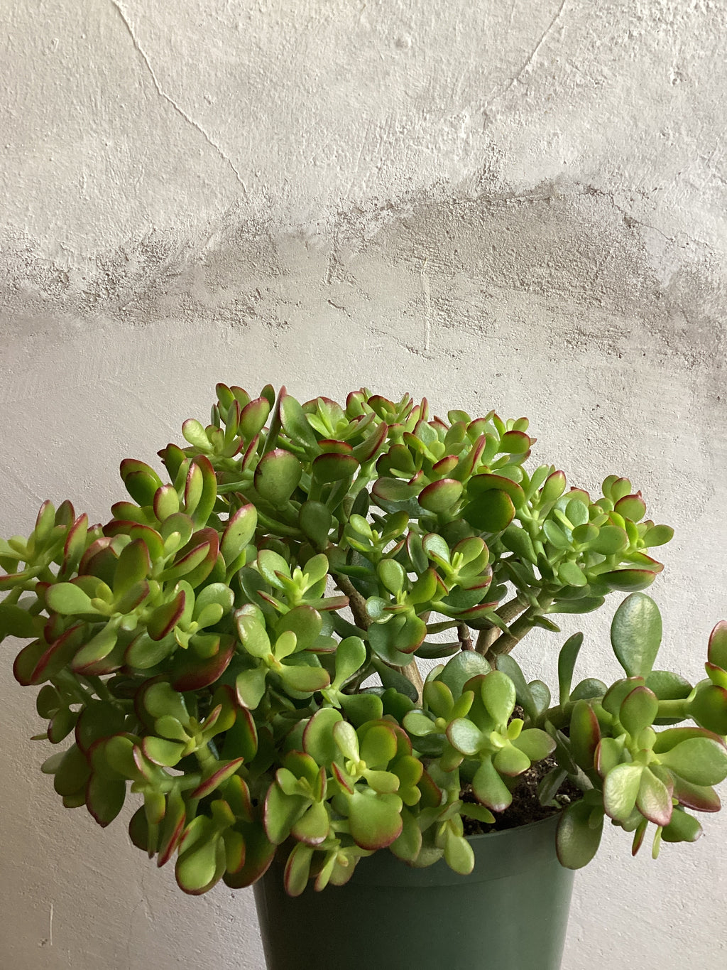 Crassula Ovata Jade