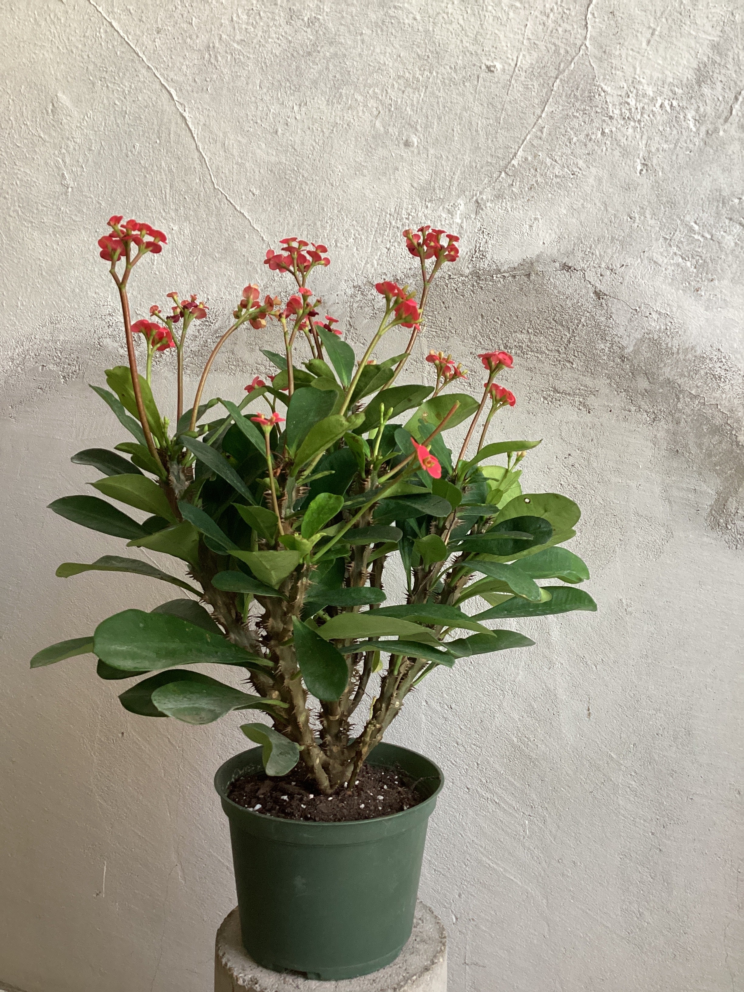 Euphorbia Milii