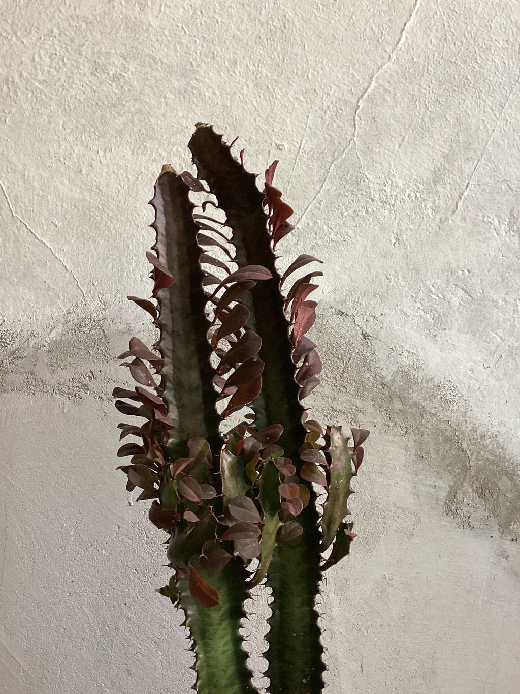 Euphorbia Trigona