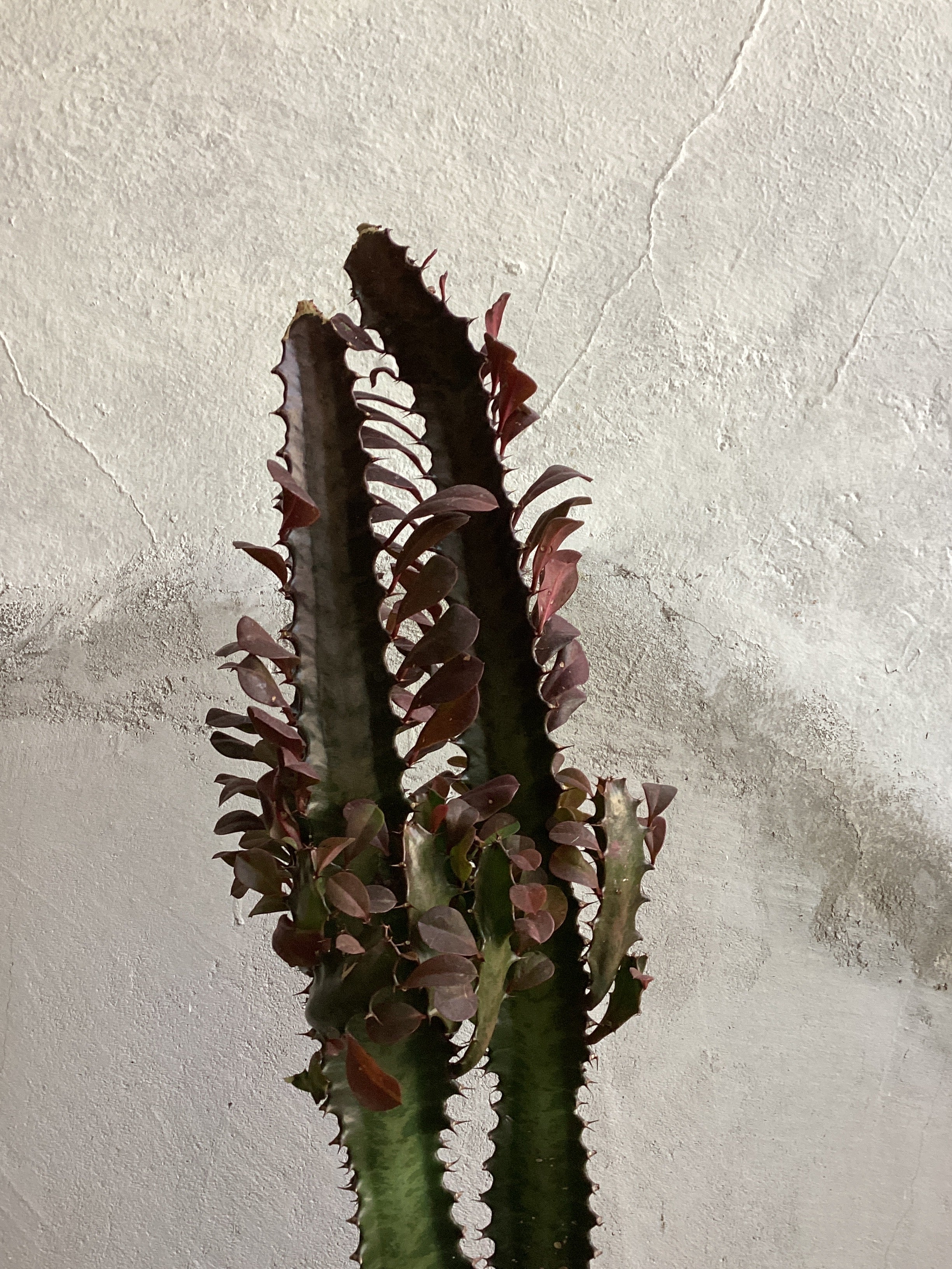 Euphorbia Trigona