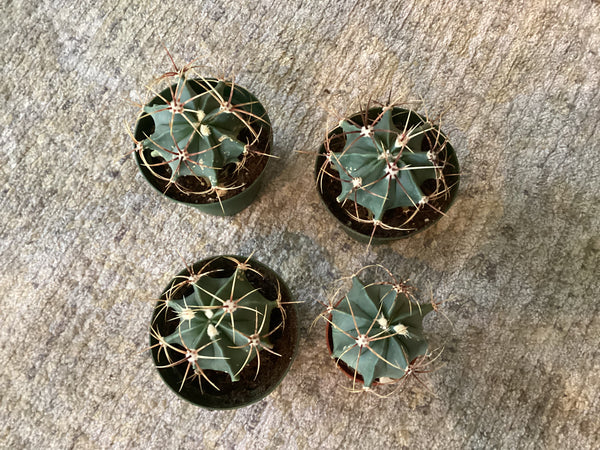 Barrel Cactus | Twelve Thirty Four