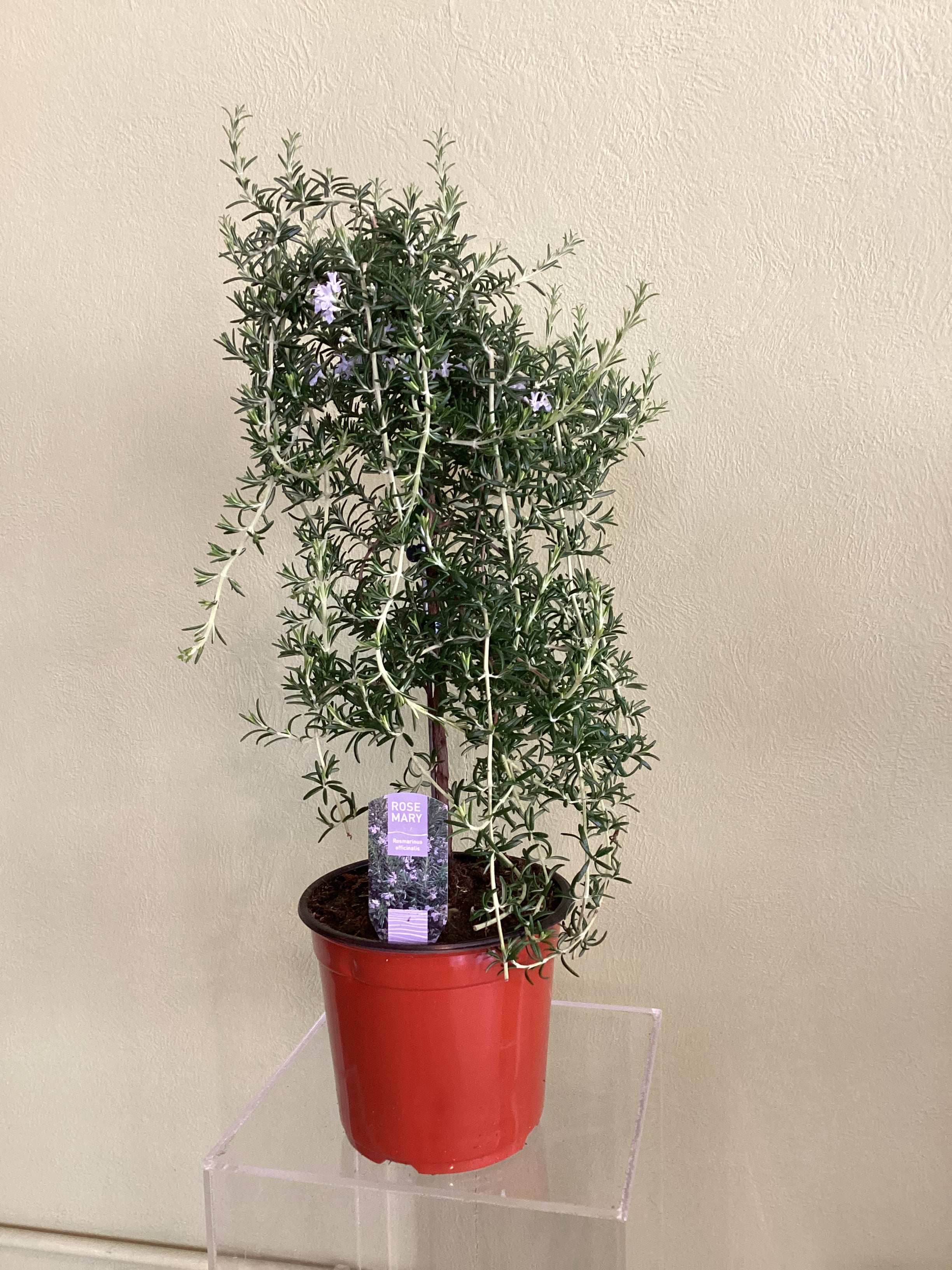 Rosemary