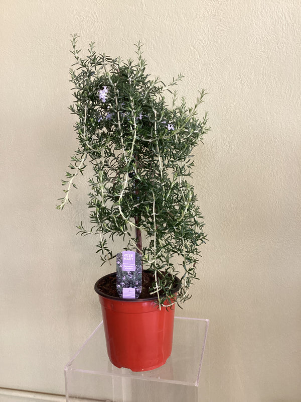Rosemary