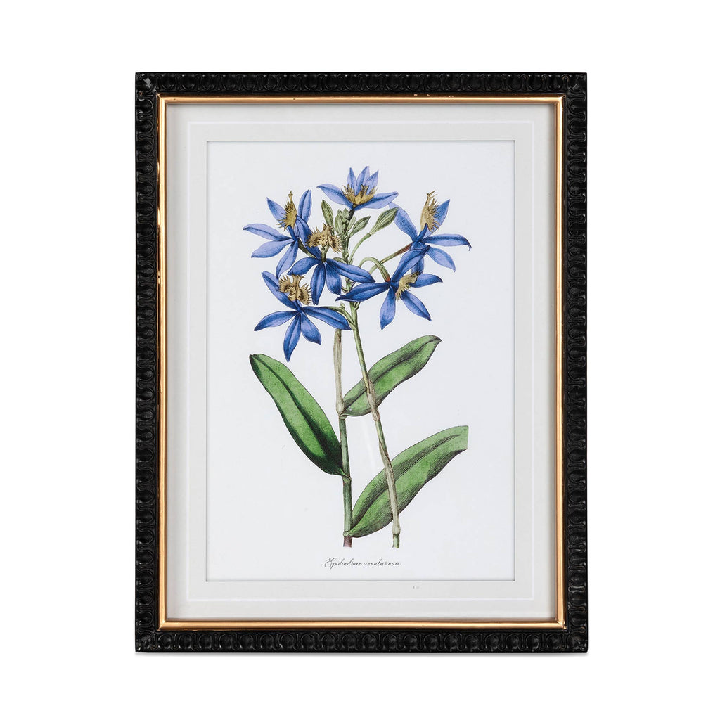 Summer Flower Framed Prints