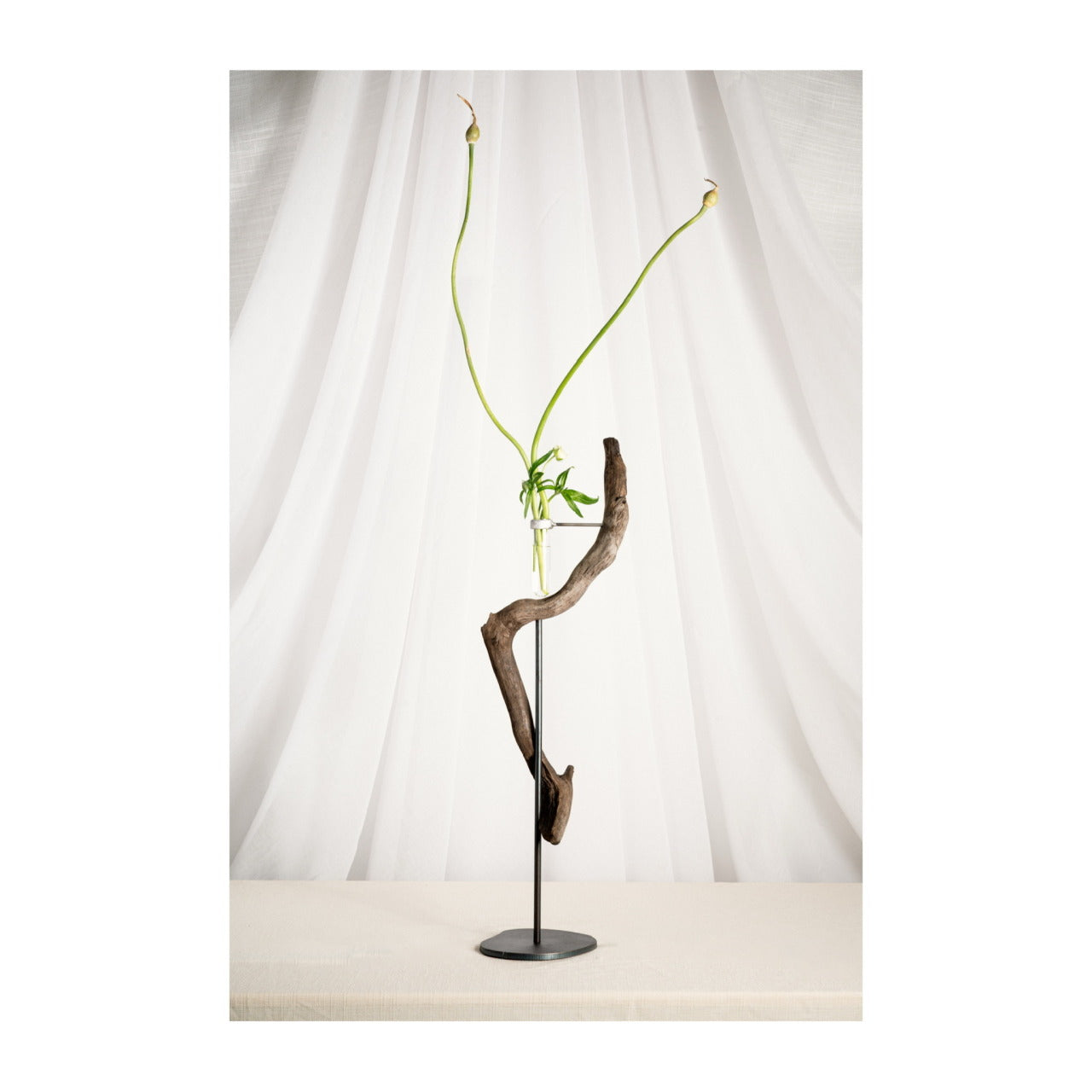 Daniel Scoggins — Current No. 12